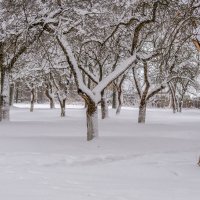 Ностальгия, школьный сад :: Игорь Сикорский