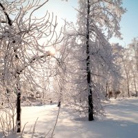 Редкий ясный день в январе... :: Андрей Заломленков