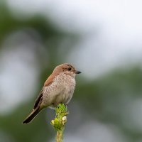 Жулан-сорокопут :: Владимир Лазарев