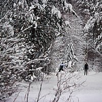 Январь...Покоряя снежное царство тайги! :: Владимир 