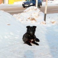 Когда некуда идти... :: Андрей Заломленков