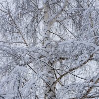 Берёза зимой :: Александр Синдерёв