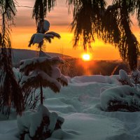 Сегодняшний закат в Ухте. Взгляд сквозь сибирские кедры :: Николай Зиновьев