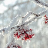 Засахаренная рябина :: Елена Оберник