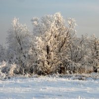 Красота зимы. С последним месяцем. :: nadyasilyuk Вознюк