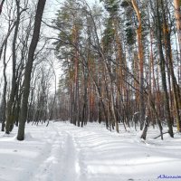 Тяжело гулять в лесу по мокрому снегу.. :: Андрей Заломленков