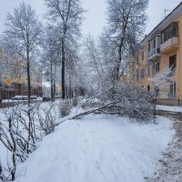 Дерево упало из-за снега :: Александр Синдерёв