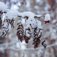 Снег на ветке рябины :: Александр Синдерёв