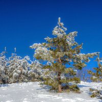 Не доросла ты еще до Новогодней елки :: Наталья Димова