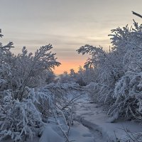 Мороз и солнце... :: Сергей Черник