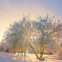 Зимний день в парке  Эрувиль Сен-Клер :: Сергей Кочнев