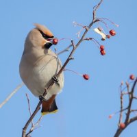 Свиристель. :: Виктор Иванович Чернюк