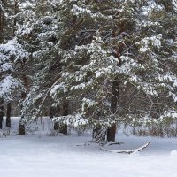 Снежные ветки :: Александр Синдерёв