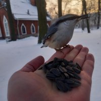 Поползень :: Сапсан 