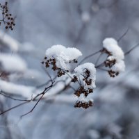 Сухостой под снегом :: Александр Синдерёв