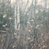 зимние цветы :: Лера 