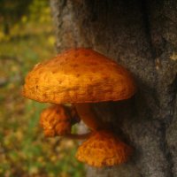 оранжевые грибы :: Александр Кольцов оранжевые грибы :: Александр Кольцов