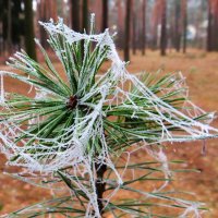 Замёрзшая паутинка :: Андрей Снегерёв