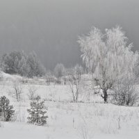 Белая зима :: Роман Пацкевич