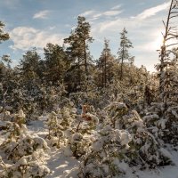 Солнечный день. :: Сергей Татаринов