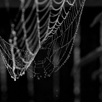 Паутинка в каплях воды :: Сергей Швечков