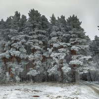 Зимняя сказка :: Николай Феофанов