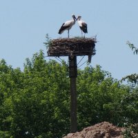 - Ура! У нас получилось! :: Евгений 