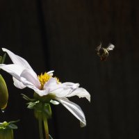 полет шмеля :: Сергей Швечков