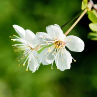 Цветёт вишня (?)/ май :: Евгений 