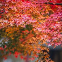 Acer palmatum, или японский клён :: Дмитрий 