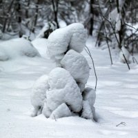 Мороз надежно укутал снежком :: Любовь Сахарова