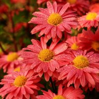 Доброе утро :: Юрий. Шмаков