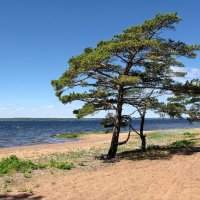 Привычная к ветрам :: Александр Ильчевский 