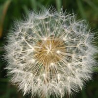Одува́нчик {Taráxacum} :: Александр Кольцов