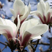 магнолия :: марта Камушкина