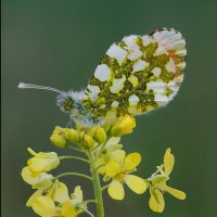 Бабочка Зорька,аврора.Anthocharis cardamines :: Александр Григорьев