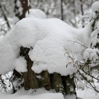 В зимнем убранстве :: Любовь Сахарова