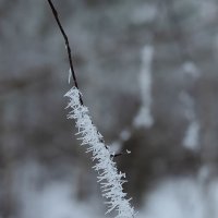 В инее :: Александр Синдерёв