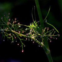 капли воды :: Сергей Швечков капли воды :: Сергей Швечков