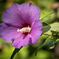 Гибискус Сирийский :: Игорь Сикорский