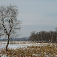 Грустит берёза в одиночестве. :: nadyasilyuk Вознюк