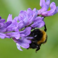 ШМЕЛИНОЕ ЛЕТО :: Валентина 