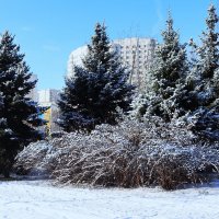 Ели на Бунинской аллее. :: Василий Палий