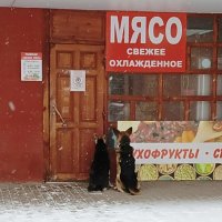 ждем мясо :: Владимир 