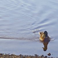 На реке :: Сергей Швечков