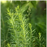 ... :: Александр Кольцов ... :: Александр Кольцов