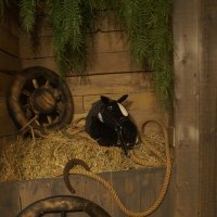 Kilt & seven pints :: zavitok * Kilt & seven pints :: zavitok *