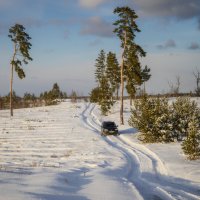 Меж сосен одиноких :: Валерий VRN