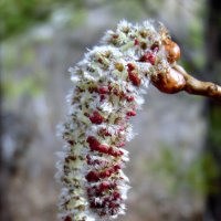 Весенние срёжки. :: nadyasilyuk Вознюк