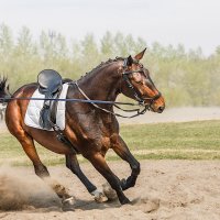 На корде :: SanSan 